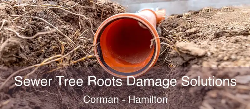  Sewer Tree Roots Damage Solutions Corman - Hamilton